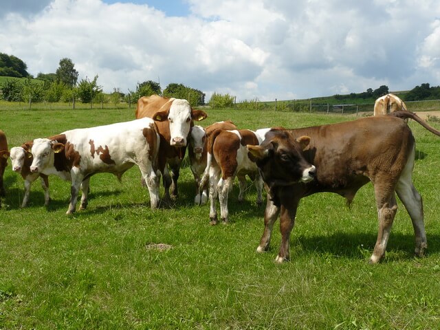 Georg Herrmann  - Biologisch wirtschaftender Landwirt / Fleischbeschauer